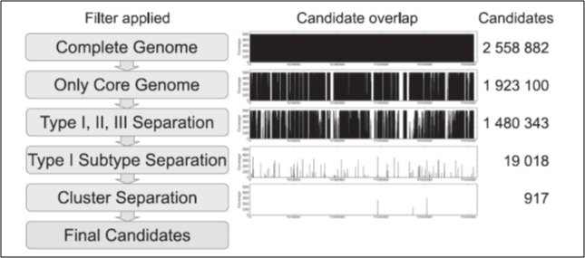 Alive and Inactivated Cutibacterium Acnes: Properties, Functions